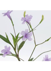 Ruellia Outdoor Plant