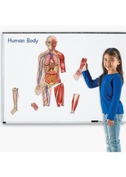 Learning Resources Double-Sided Magnetic Human Body