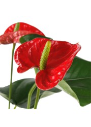 Flamingo Flower Anthurium (14 x 13 x 50 cm)