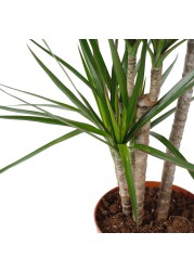 Red-edge Dracaena Marginata 3 Step Plant (18 x 20 x 120 cm)