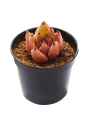 Plastic Nursery Pot (20 x 20.2 cm)