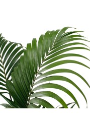 Siji Kentia Palm Plant (24 x 25 x 180 cm)