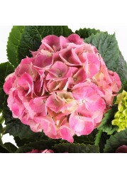 HYDRANGEA Potted plant