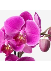 PHALAENOPSIS Potted plant