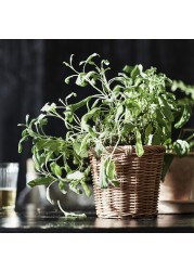 KAKTUSFIKON Plant pot