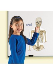 Learning Resources Double-Sided Magnetic Human Body