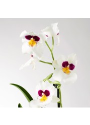 PHALAENOPSIS Potted plant