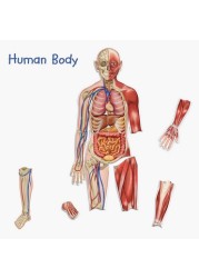 Learning Resources Double-Sided Magnetic Human Body