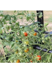 Haxnicks Tomato Crop-Booster Frame