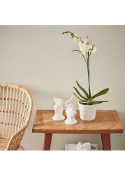 PHALAENOPSIS Potted plant