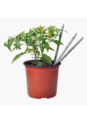 Treewise 5-Piece Plantable Pencil Set