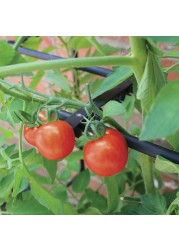 Haxnicks Tomato Crop-Booster Frame