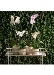 PHALAENOPSIS Potted plant