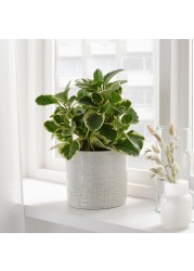 CHIAFRÖN Plant pot